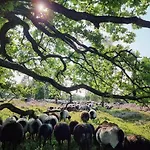 Cozy In Der Heide, Zentral Und Ruhig * Schneverdingen