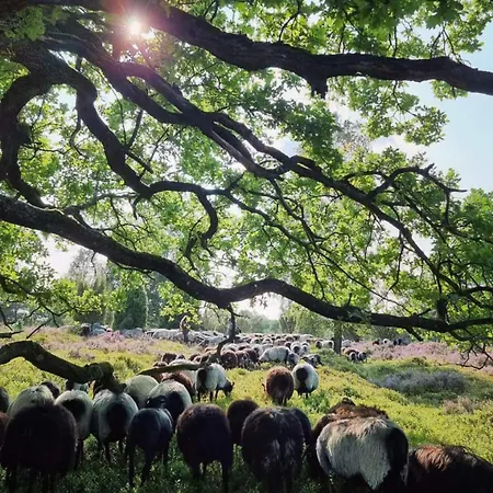 Cozy In Der Heide, Zentral Und Ruhig * Шнефердинген